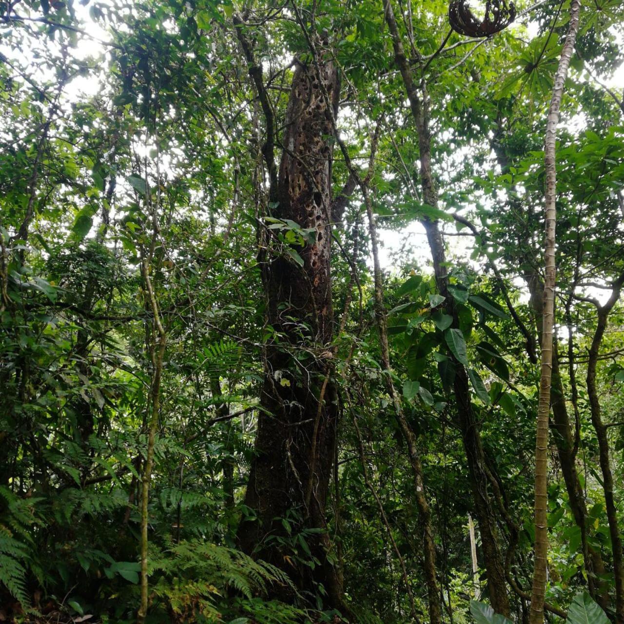 Willa Casa Urraca, Magnifica Vista Al Oceano Pacifico Monteverde Zewnętrze zdjęcie