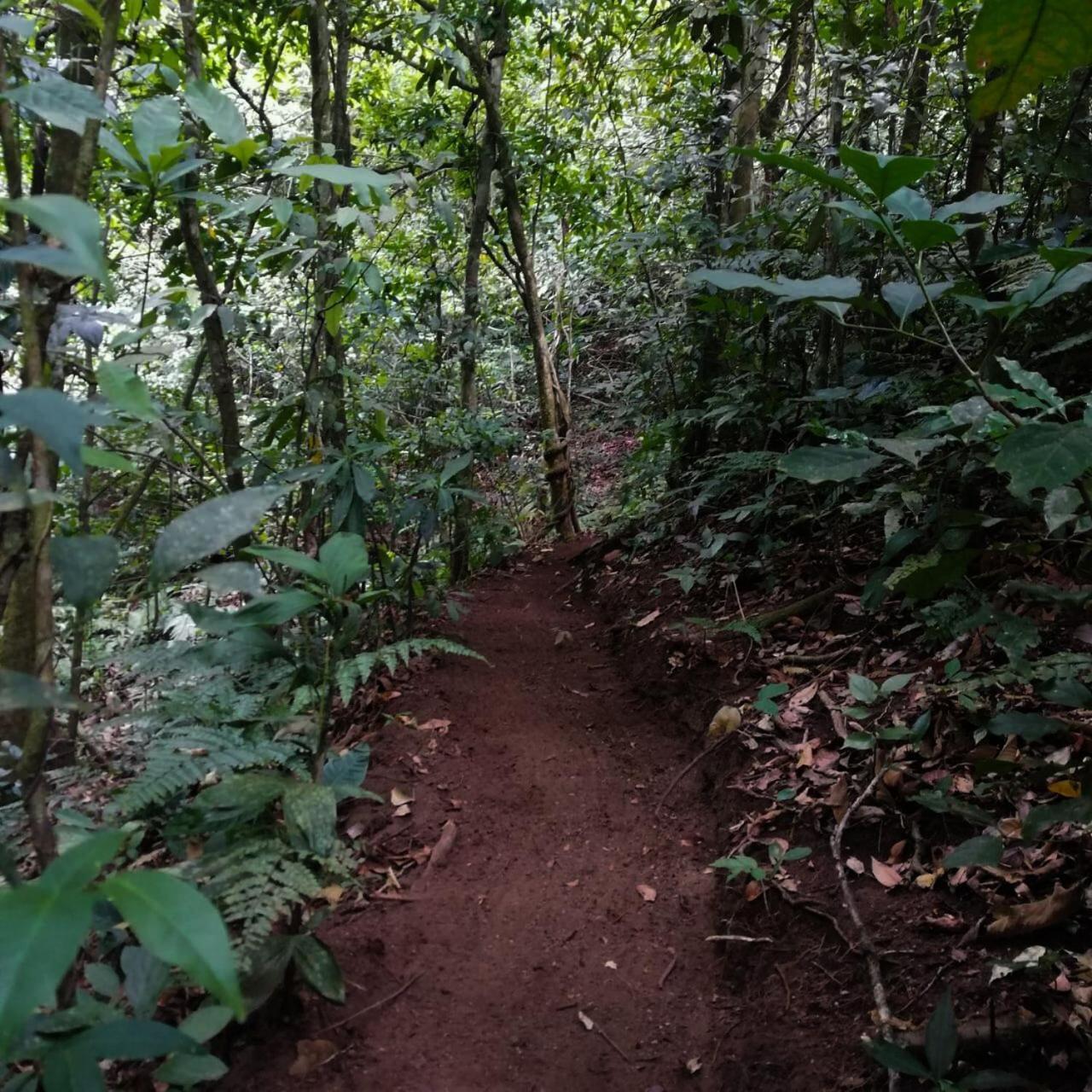 Willa Casa Urraca, Magnifica Vista Al Oceano Pacifico Monteverde Zewnętrze zdjęcie
