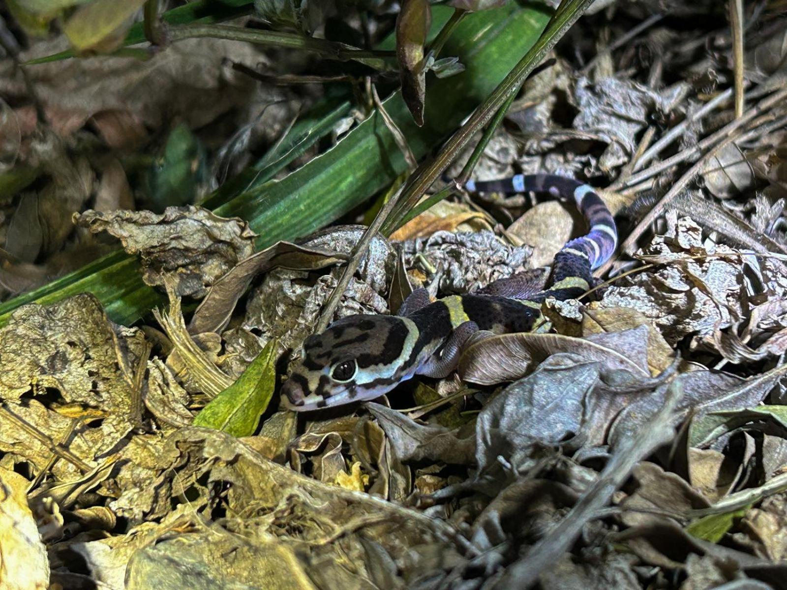 Willa Casa Urraca, Magnifica Vista Al Oceano Pacifico Monteverde Zewnętrze zdjęcie